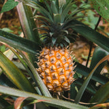 Live Sugarloaf Pineapple Plant, 5-8 Inch Fruit Seedling For Outdoor Gardens