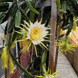 2 Yellow Dragon Fruit Live Cactus Plants, 6 Inches Tall, For Garden Use