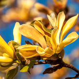 Live Yellow Bird Magnolia Flowering Tree, 6-14 Inches Tall, Potted Plant