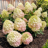Live Silver Dollar Hydrangea Shrub, Landscape Flower Plant In 4 Inch Pot