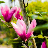 Ann Live Flowering Tree Plant, Purple Red Blooms, 6-12 In Tall, 2.5 In Pot