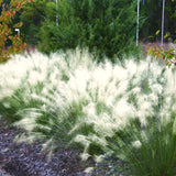 2 Live White Muhly Grass Plants, 5-9 Inch Perennial For Garden Borders