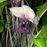 White Tacca Live Plant, 4 Inch Pot, Ornamental Houseplant For Shaded Areas