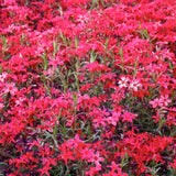 Red Creeping Phlox Starter Plant, 2-3 Inch Live Ground Cover Perennial