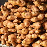 3 Live Ginger Flower Plants, Well-Rooted Culinary Herbs, 4-7 Inches Tall