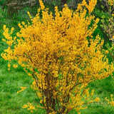 Live Forsythia Plant, Yellow Spring Blooms, 6-10 Inches, 4-Inch Pot Shrub