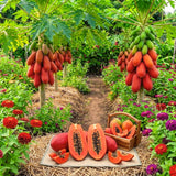 Tropical Fruit Tree, Dwarf Red Sweet Papaya Live Plant, Half-Gallon Pot