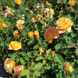 Live Orange Rose Bush, Fragrant Reblooming Plant, 5-10 Inch Tall, No Pot