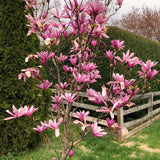 Ann Magnolia Live Plant, 6-12 Inches Tall In A 3-Inch Nursery Pot To Grow
