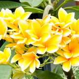 Yellow Plumeria Frangipani Live Tropical Plant, 1-2 Ft Tall, 1 Gallon Pot
