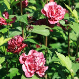 Live Red Rose Of Sharon Shrub, 6-14 Inch Potted Flowering Althea Plant