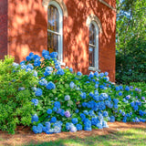 Live Blue Hydrangea Flowering Shrub, 5-10 Inches Tall, Outdoor Garden Plant