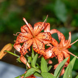 5 Turks Cap Lily Bulbs, Tiger Lily Flowers For Beds And Border Planting