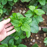 Half Gallon Potted Malabar Spinach Live Plant, 6-12 Inches Tall For Gardens