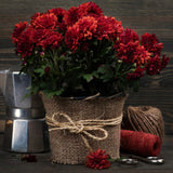 2 Live Red Chrysanthemum Mums, Hardy Perennial Plants, 5-7 Inches Tall