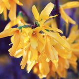 Yellow Forsythia Live Shrub, 6-12 Inch Potted Plant With Fragrant Blooms
