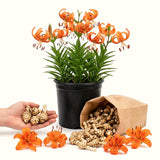 5 Turks Cap Lily Bulbs, Orange Tiger Lily-Like Flowers For Fall Planting