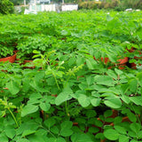 Live Moringa Oleifera Drumstick Tree Plant, For Containers And Gardens