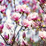 2 Live Saucer Magnolia Flowering Trees, 6-12 Inches Tall, 2.5-Inch Pots