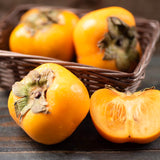 Cold Hardy Persimmon Fruit Tree, Live Plant Measuring 6-12 Inches Tall