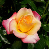 Live Love Rose Bush Starter Plant, 7-10 Inch Tall, Orange Double Blooms