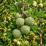 Live Sugar Apple Tree In 4 Inch Pot, Tropical Fruit Garden Starter Plant