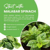 Live Malabar Spinach Plant, Half Gallon Pot, 6-10 Inches Tall For Gardens
