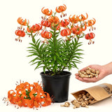 5 Turks Cap Lily Bulbs, Orange Tiger Lily-Like Flowers For Fall Planting