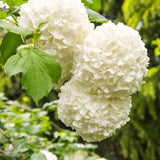 White Snowball Viburnum, Hardy Live Flowering Shrub In Pot, 6-12 Inch Tall