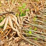 5 Sweet Yuca Cassava Cuttings, 6-8 Inch Stems For Home Vegetable Garden