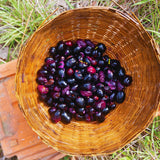 Live Black Jambu Plum Fruit Tree, 6-8 Inch Plant For Home Orchard Garden