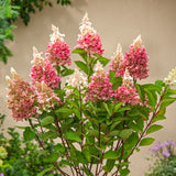 Live White-To-Pink Hydrangea Shrub, 5-11 Inch Starter Garden Plant For Beds
