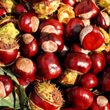 Outdoor Live Chestnut Tree, Cold Hardy Nut Seedling, 6-12 Inch, Quart Pot