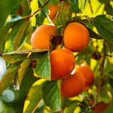 Live Persimmon Fruit Tree In Quart Pot, 6-12 Inches, For Backyard Orchard