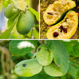 Live Pawpaw Fruit Tree In Quart Pot, Outdoor Growing Plant, 15-30 Ft Tall
