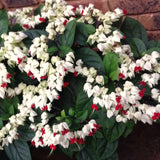 4 White Bleeding Heart Live Vine Plants, 5-10 Inches Tall, Bell Blooms