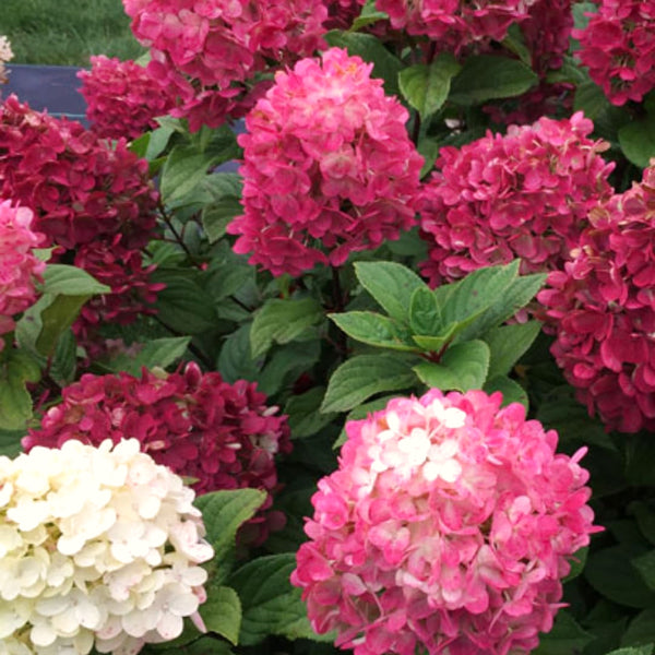 Pink Hydrangea Live Shrub, Well-Rooted Flower Plant, 5 To 10 Inches Tall