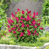 Live Raspberry Buddleia Butterfly Bush 5-9 In Tall, Spring Planting, No Pot