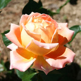 Live Sunset Heirloom Rose Plant, 7-10 Inches Tall, Lavender-Blue Flowers