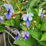 2 Live Blue Butterfly Clerodendrum Plants, Tropical Growth, 4-8 Inches