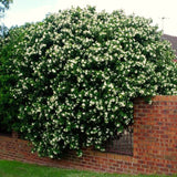 Live Mock Orange Bush, 10-Month-Old White-Flower Plant, Ready To Plant