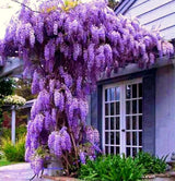 2 Live Trees, Wisteria Plants 1-2 Ft Tall With A Climbing Vine Growth Form