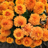3 Orange Mum Live Plants, 5-7 Inch Starters For Spring Garden Border Flower