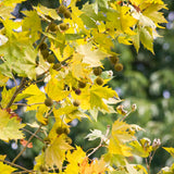 Quart-Pot Live Sycamore Tree, Well-Rooted Shade Tree For Outdoor Landscapes