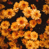2 Orange Live Mum Plants, 5-7 Inch Hardy Perennial Flowers For Outdoors