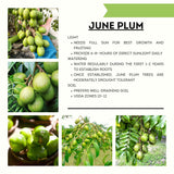 Live June Plum Fruit Tree, 2-3 Ft Tall, Well Rooted In One Gallon Container