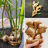 2 Live Ginger Flower Plants, Tropical Starters, 4-7 Inches Tall To Plant