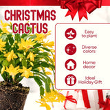Yellow Christmas Cactus Live Plant, 4-7 Inches, Indoor Home Decoration