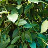 Well-Rooted Black Pepper Vine, Live Piper Nigrum Plant, 4-6 Inches Tall