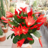 Live Red Easter Cactus Plant, 4-7 Inches, Indoor Spring Bloomer Display
